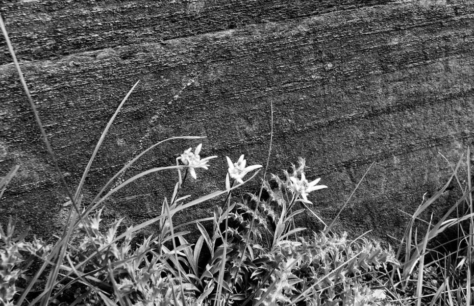 Pourquoi les edelweiss poussent-ils sur les roches des montagnes?